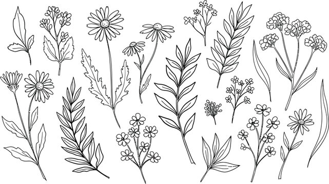 Botanical line art collection wildflowers leaves and herbarium elements for design projects