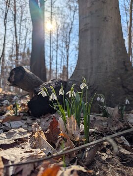 First spring snowdrop flowers blooming through the fall leafs in the morning sun. 