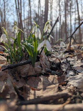 First spring snowdrop flowers blooming through the fall leafs in the morning sun. 