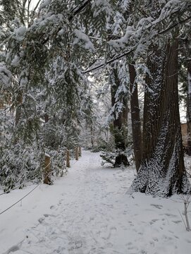 Snowy winter landscape with a footpath in the middle of the forest 