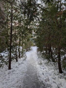 Snowy winter landscape with a footpath in the middle of the forest 