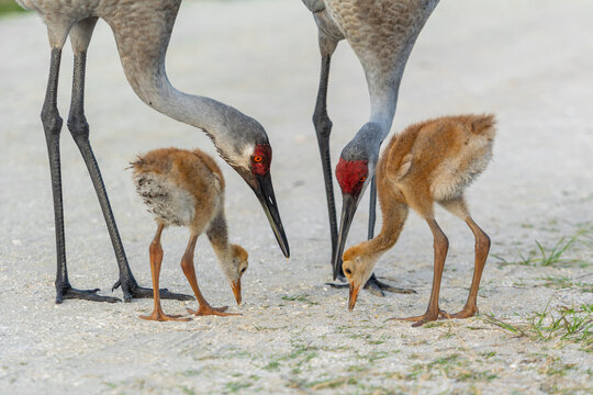 Sandhill crane family at wetlands
