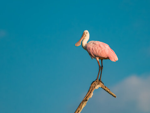 Roseate spoonbill high in the sky
