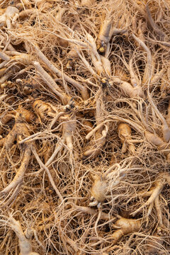 A close up view of fresh raw ginseng roots with dense tiny rootlets at Gyeongdong traditional market in south korea.