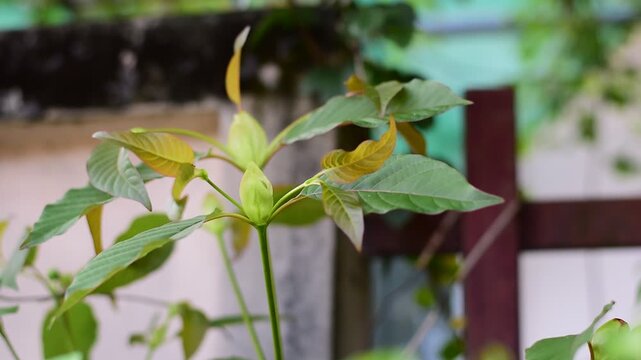 Red Vein Kratom tips,  Mitragyna speciosa, Red Vein Kratom leaves, The leaf is green and has a red tip, which gives it a unique and interesting appearance