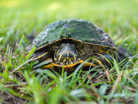 Slider turtle in the grass
