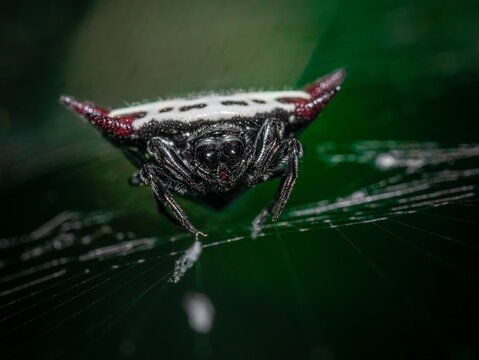 Spinybacked orbweaver spider in web