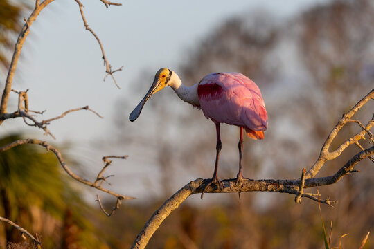 Roseate spoonbill perched on branch at sunset