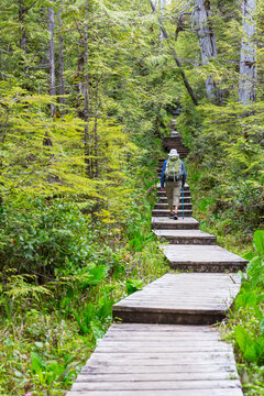 Hike on Vancouver forest