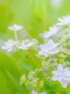 白い花のクローズアップ。美しいガクアジサイの装飾花と両性花（真花）。爽やかな色合い。梅雨から初夏の公園や花壇を彩るアジサイのある風景。縦構図