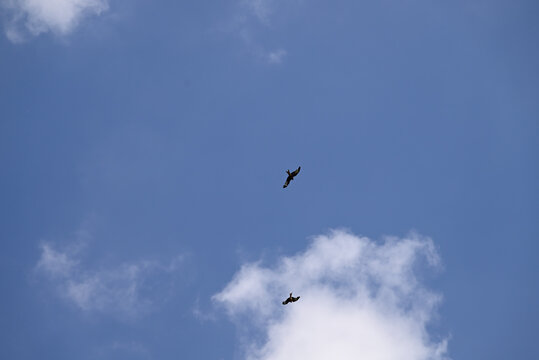 Three young red kite playing. Three juvenile Milvus milvus brawling up in the sky.