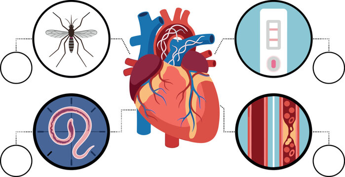 Heartworm Disease Medical Infographic Diagram Showing Canine Heart Infection with Mosquito Parasite Blood Test Kit and Microfilariae Vessel Icons with Blank Labels