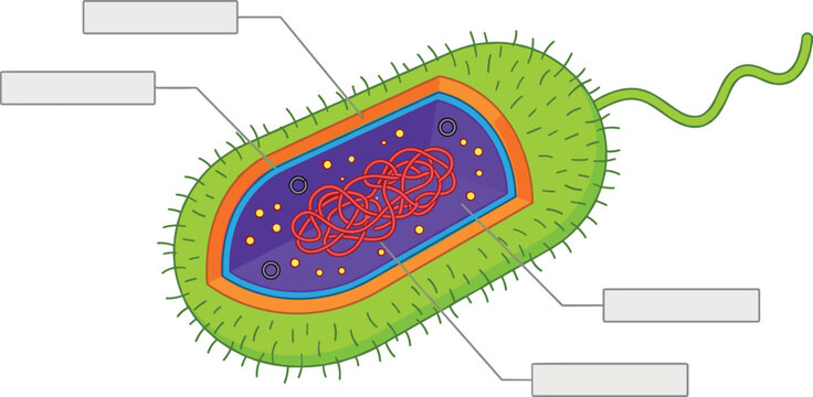 Bacterium Cell Cross Section Diagram Showing Prokaryote Internal Structure Flagellum Nucleoid DNA and Capsule Wall Layers with Blank Labels for Microbiology Science Education