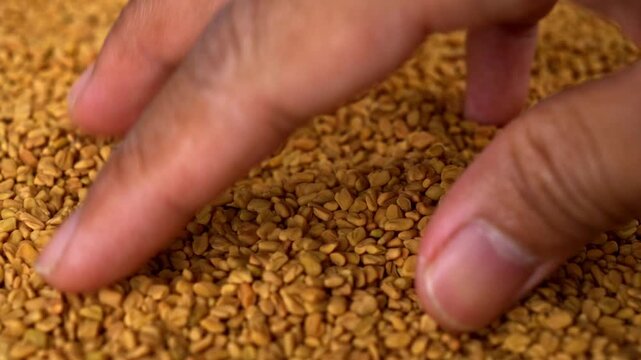 Macro shot of yellow fenugreek seeds with fingers checking their quality