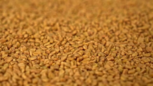 Panning macro shot over a continuous bed of raw fenugreek seeds