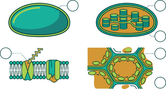 Chloroplast Anatomy Diagram Showing Cell Structure Photosynthesis Membrane and Thylakoid Stacks with Blank Labels for Botany Science Education Infographics