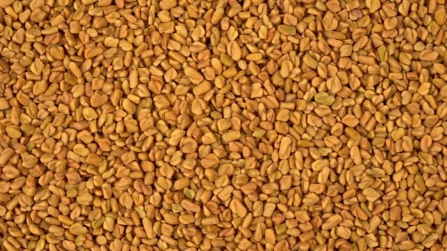 Top down panning shot of raw fenugreek seeds on a culinary background