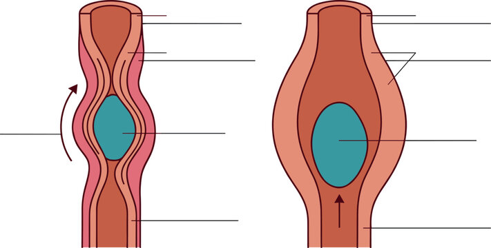Esophageal Peristalsis and Bolus Movement Medical Diagram Vector Illustration Showing Muscle Contraction and Relaxation Stages for Digestive System Education