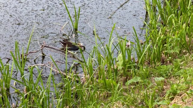 A fluffy little animal by the riverbank.