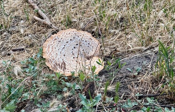 A huge mushroom on the riverbank