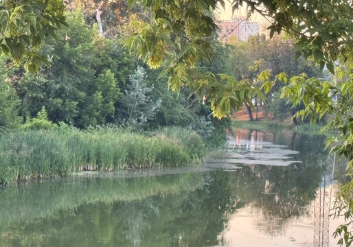 lake in the forest