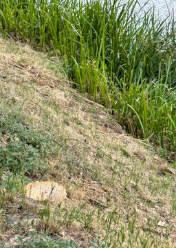 A huge mushroom on the riverbank