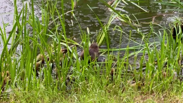 A fluffy little animal by the riverbank.