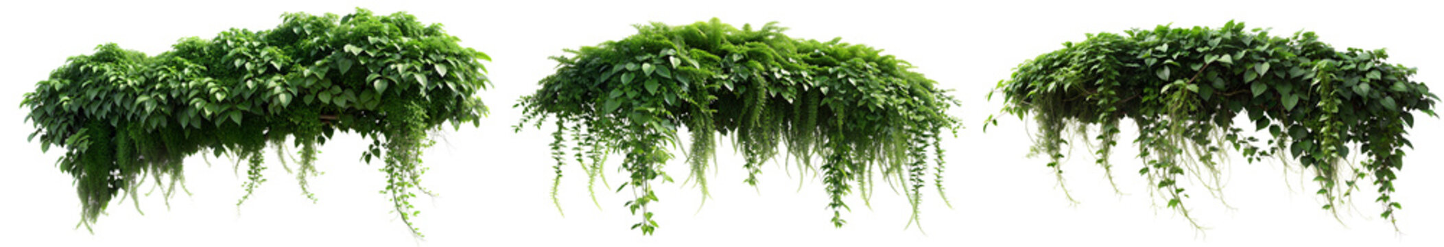 Tropical Greenery Ivy Plant Foliage Isolated Graphic