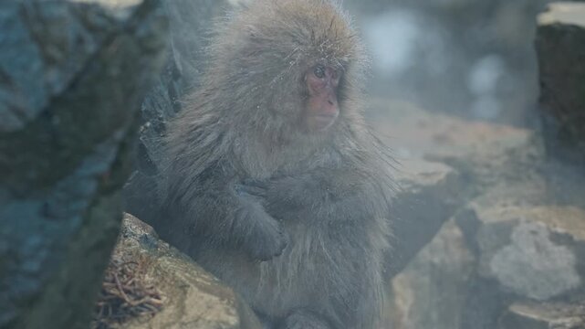 A juvenile Japanese macaque (snow monkey) shivering with its arms crossed against the winter cold, sitting on frozen rocks near the steaming hot springs of Jigokudani Monkey Park in Nagano, Japan.