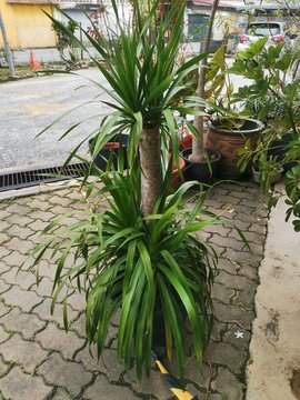 Healthy Spineless Yucca (Yucca elephantipes) in Outdoor Pot with Multiple Leaf Crowns