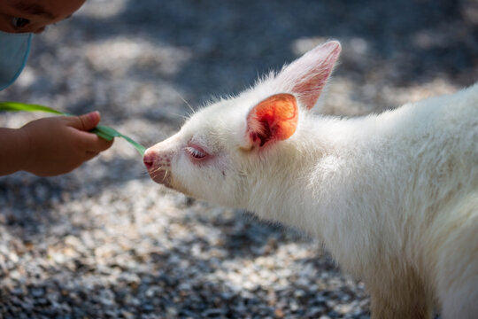 Visitors get up close and feed the docile brown and albino kangaroos.