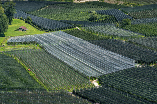 Aerial view of apple orchards covered with protective hail nets in Val Venosta, Sluderno, Trentino-Alto Adige, Italy.