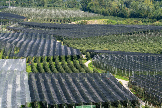 Aerial view of apple orchards covered with protective black netting in Val Venosta, Sluderno, Trentino-Alto Adige, Italy.