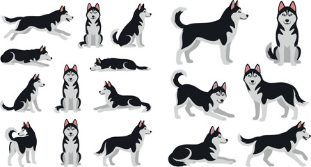 Siberian Husky Dog Breed Action Poses Vector Set Featuring Cartoon Character Elements for Pet Care Brands and Canine Infographic Designs © Rtazmina