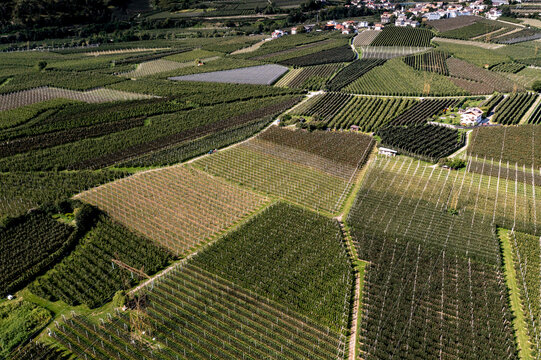 Aerial view of Val Venosta featuring vast apple orchards with neat rows of trees and irrigation systems in the rural landscape of Sluderno, Trentino-Alto Adige, Italy.