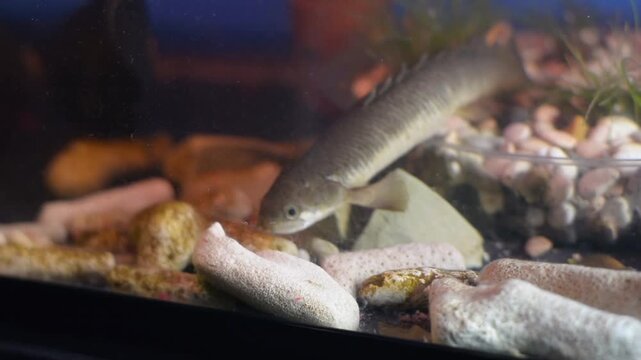 Oscar Fish and Senegal Bichirs Resting Together on Aquarium Floor
