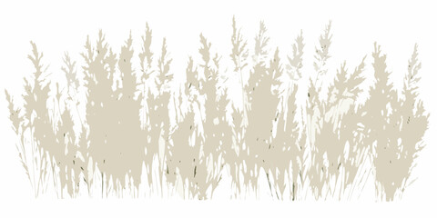 dry meadow grass silhouette on white background beige golden tones natural plant vegetation field landscape outdoor seasonal autumn summer texture pattern © Rita
