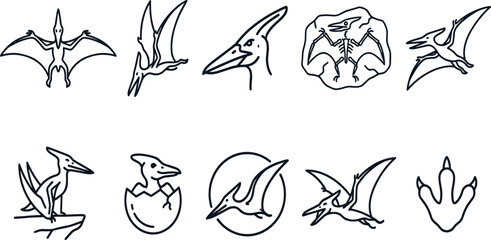 Pterodactyl Line Art Collection Featuring Flying Pterosaur Skull Hatchling Footprint and Prehistoric Dinosaur Outline Illustrations for Educational Vector Design © MstSuborna