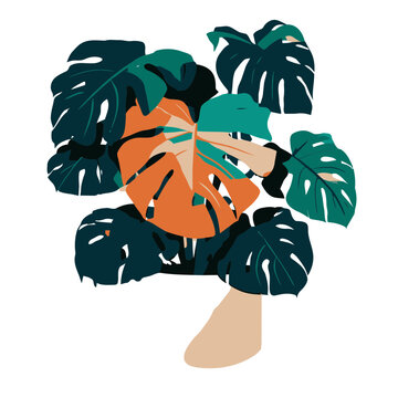 Flat illustration of monstera plant with green leaves and orange