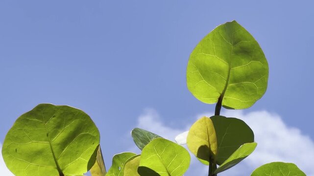 Coccoloba uvifera is a species of tree and flowering plant in the buckwheat family, Polygonaceae. seagrape and baygrape. Waikiki, Honolulu, Oahu, Hawaii. 