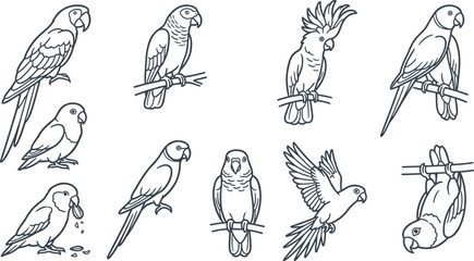 Parrot and Exotic Bird Line Art Collection Featuring Macaw Cockatoo Budgerigar Lovebird and Flying Avian Outline Illustrations for Pet and Wildlife Design © MstSuborna