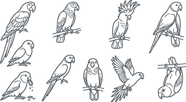 Parrot and Exotic Bird Line Art Collection Featuring Macaw Cockatoo Budgerigar Lovebird and Flying Avian Outline Illustrations for Pet and Wildlife Design