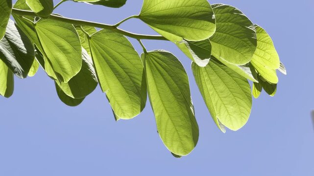 Bauhinia &times; blakeana , Hong Kong orchid tree, is a hybrid leguminous tree of the genus Bauhinia. Waikiki, Honolulu, Oahu, Hawaii. 