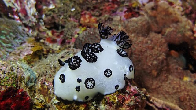 Jorunna funebris resting on coral reef