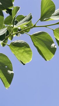 Bauhinia &times; blakeana , Hong Kong orchid tree, is a hybrid leguminous tree of the genus Bauhinia. Waikiki, Honolulu, Oahu, Hawaii. 