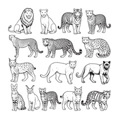 Wild cats line art collection, 15 big cat species vector icons, hand drawn feline predators set for coloring book and educational design © Majeed