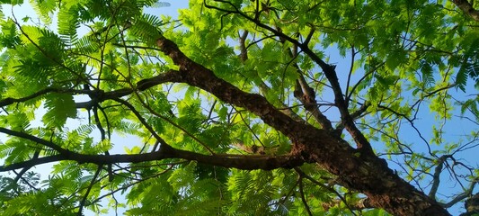 Fototapeta premium Majestic Parkia speciosa tree showing its wide green crown against the sky