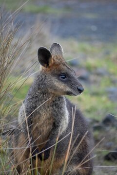 Swamp wallaby standing among grass in natural habitat