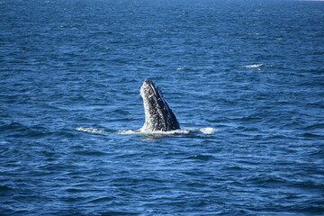 Naklejka premium Humpback whale head breaching the ocean surface
