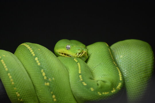 Green tree python coiled on a branch against a black background